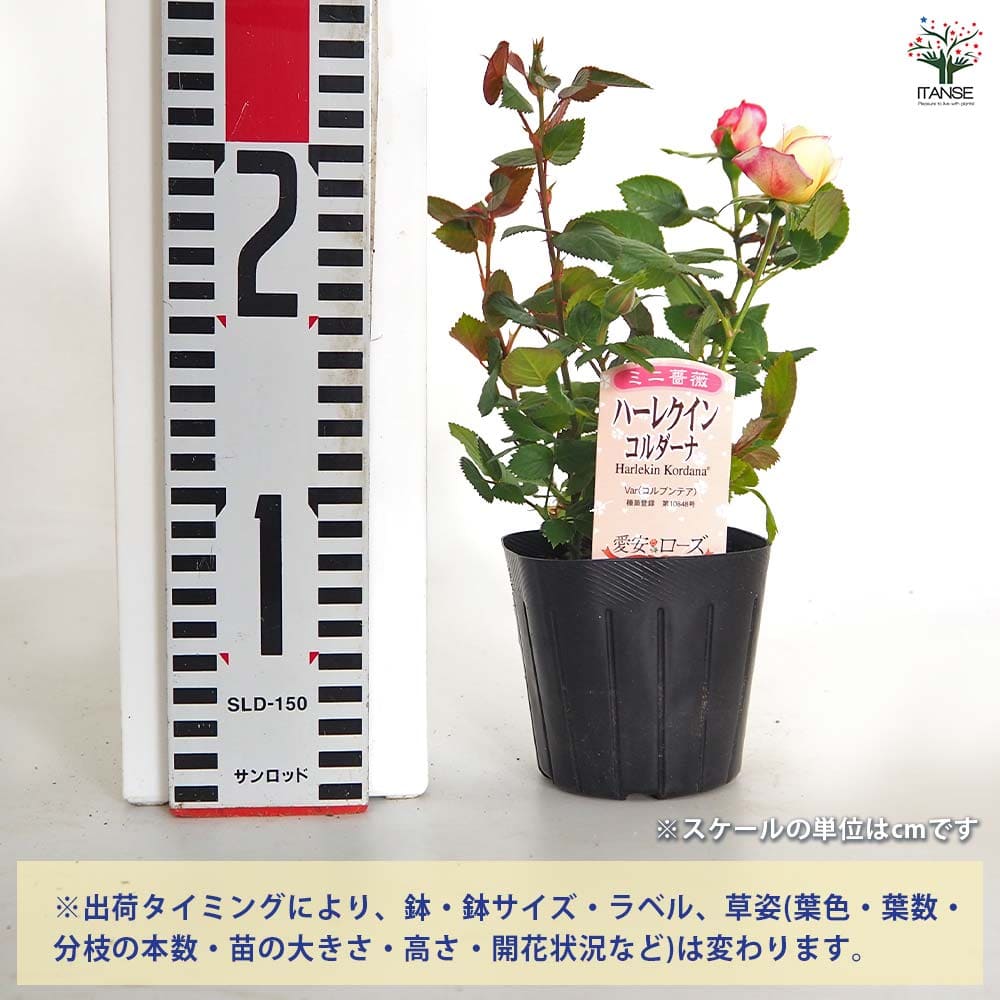 ミニ薔薇 ハーレクイン 【花木苗 3号】｜ 【植物のITANSE】全品