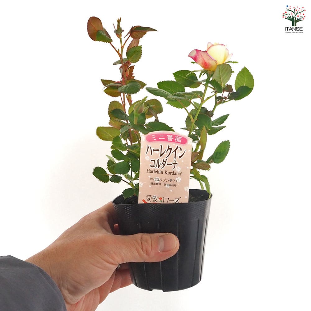 ハーレクイン　1冊300円　バラ売り可能 1F|イングリッシュローズ、長尺バラ入荷しました。（他京成バラ追加