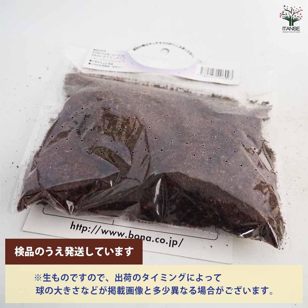 野菜球根 こごみ 【野菜の苗 1株】｜ 【植物のITANSE】全品送料