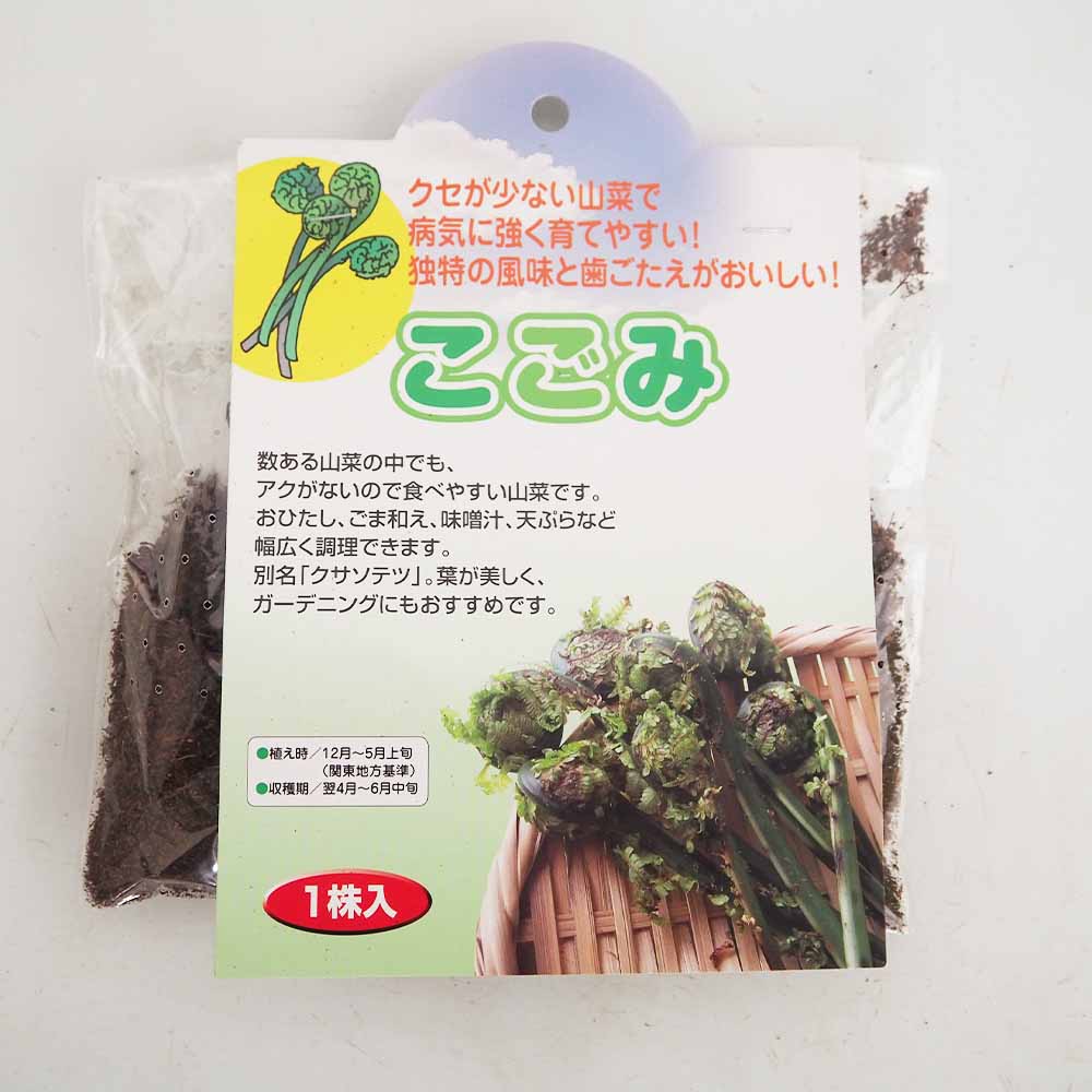 野菜球根 こごみ 【野菜の苗 1株】