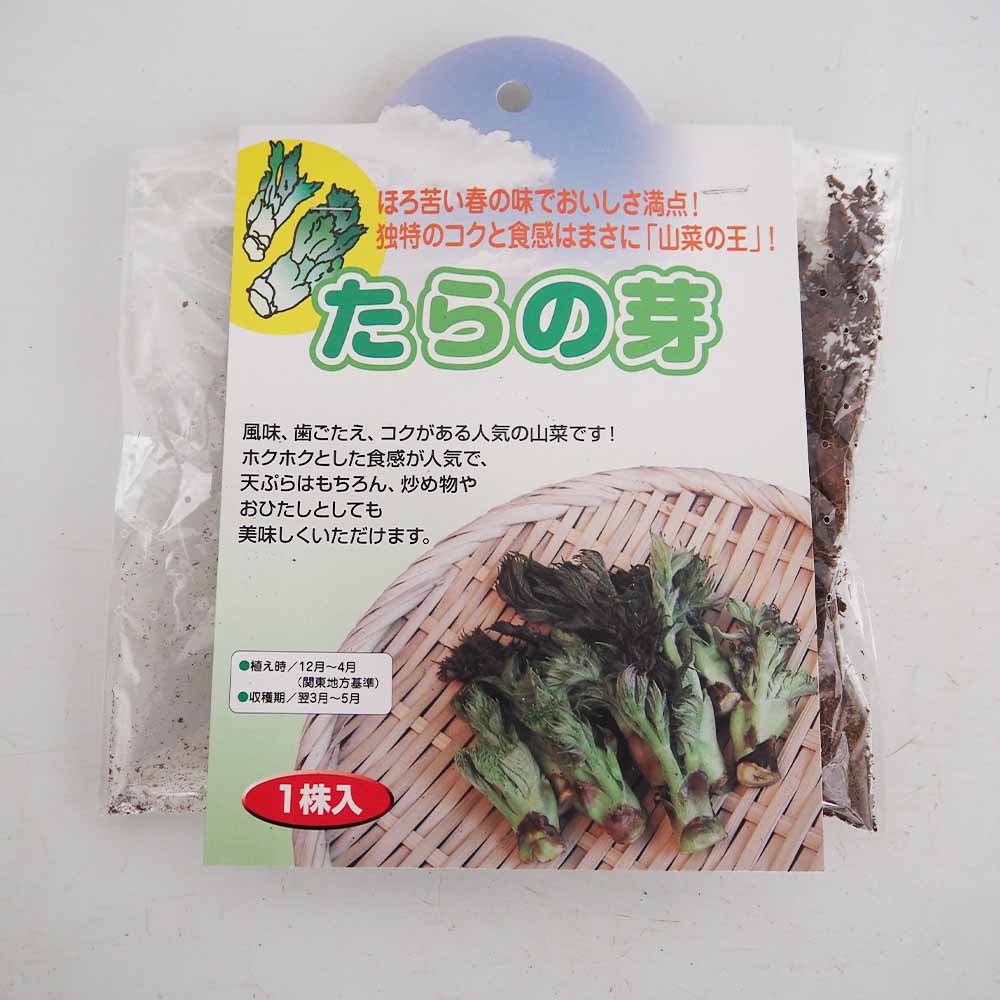 野菜球根 タラの芽 【野菜の苗 1株】
