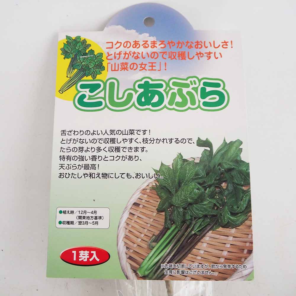 野菜球根 こしあぶら 【野菜の苗 1株】