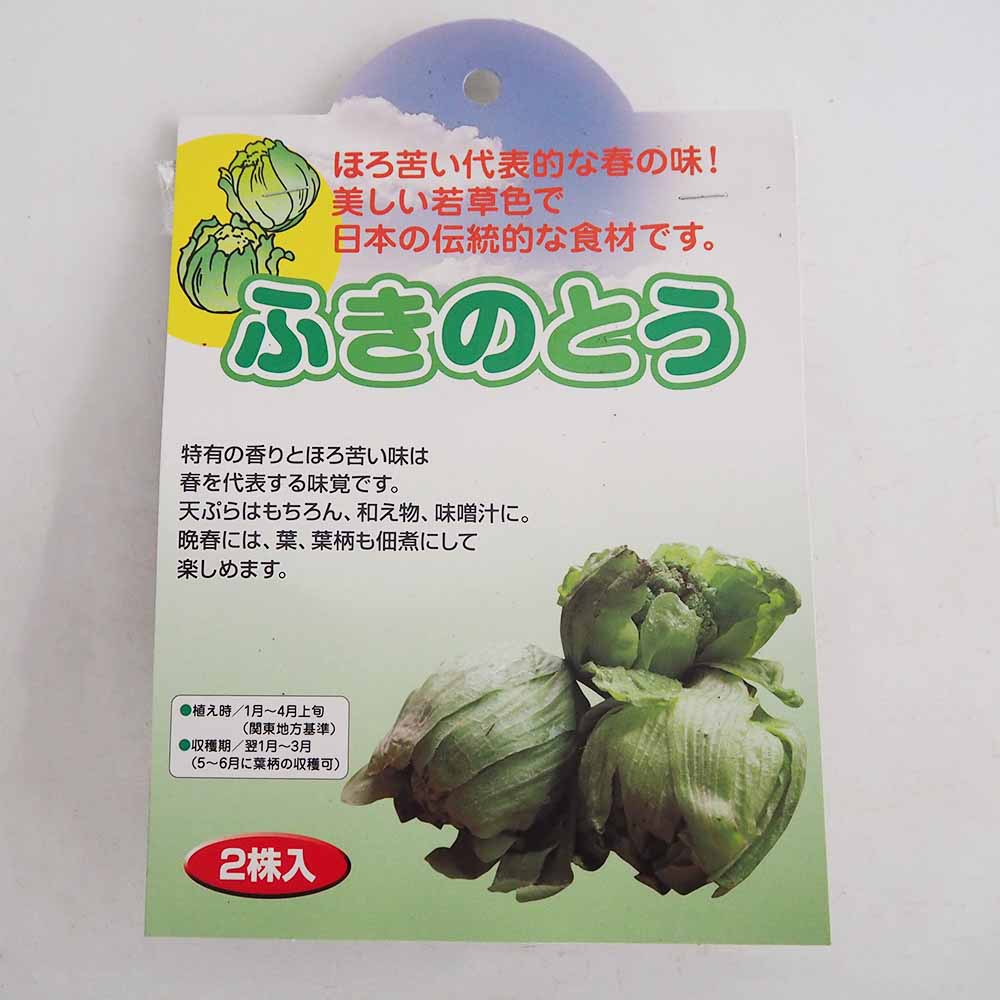 野菜球根 ふきのとう 【野菜の苗 2芽】