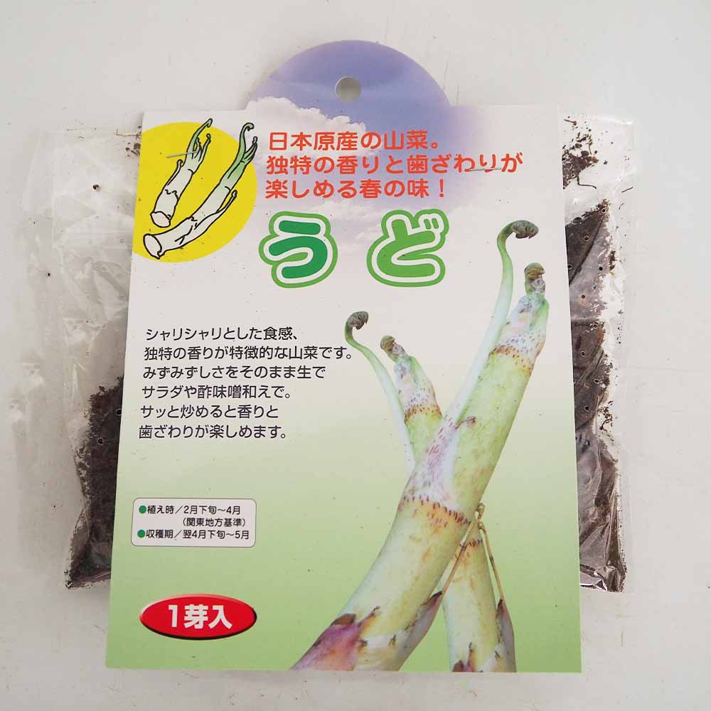 野菜球根 うど 【野菜の苗 1芽】