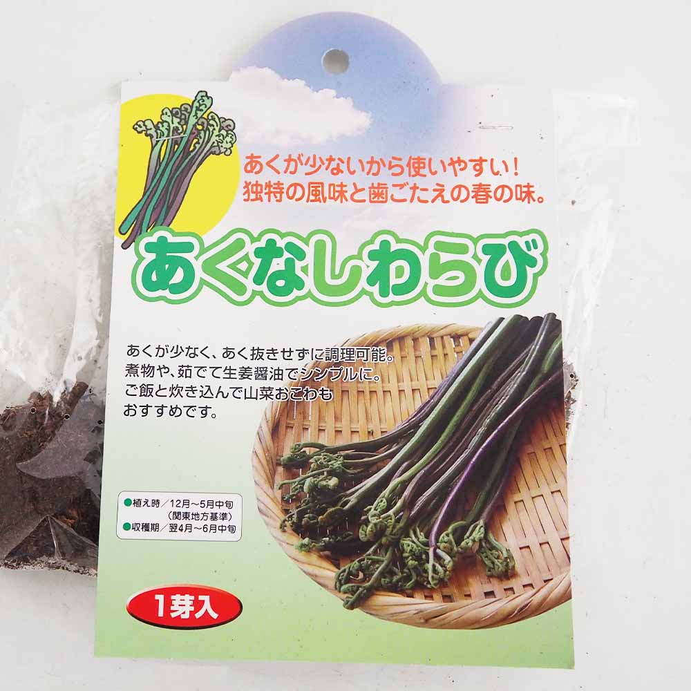 野菜球根 あくなしわらび 【野菜の苗 1芽】