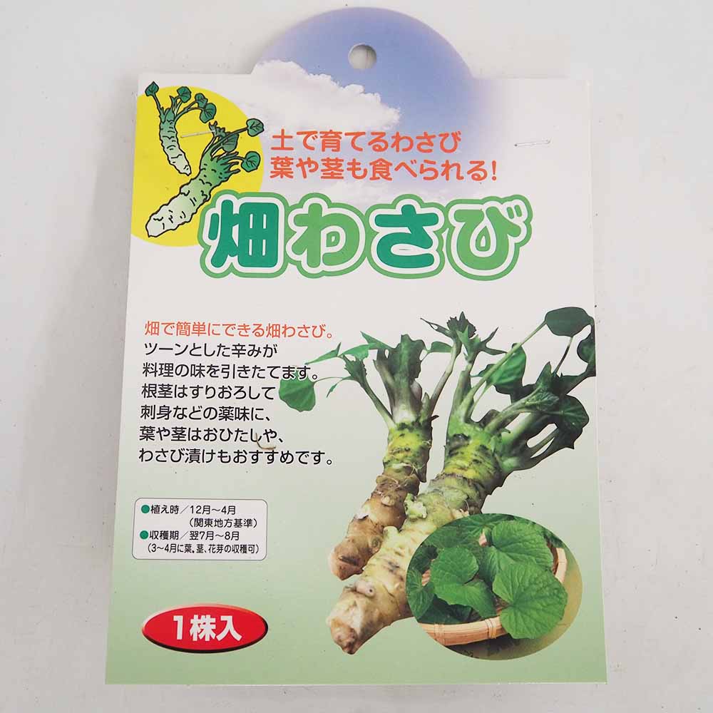 野菜球根 畑わさび 【野菜の苗 1株】