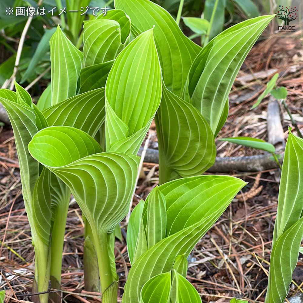 岩手県産 うるい 苗 野菜球根 うるい 【野菜の苗 1株】｜ 【植物のITANSE】全品送料
