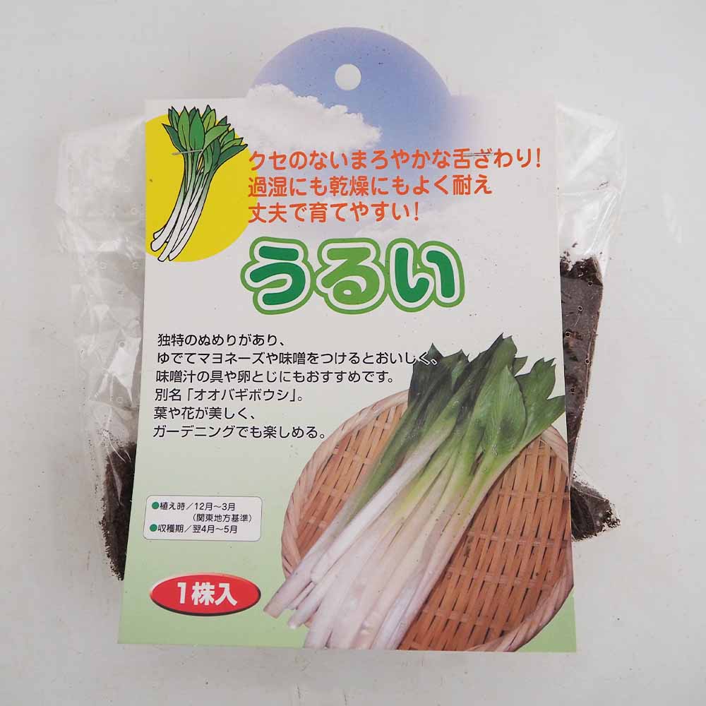 野菜球根 うるい 【野菜の苗 1株】
