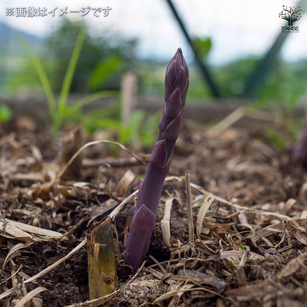 グリーンアスパラガス苗　紫アスパラガス苗　合計120株 紫アスパラガス 株Mサイズ 【野菜の苗 1株】｜ 【植物のITANSE