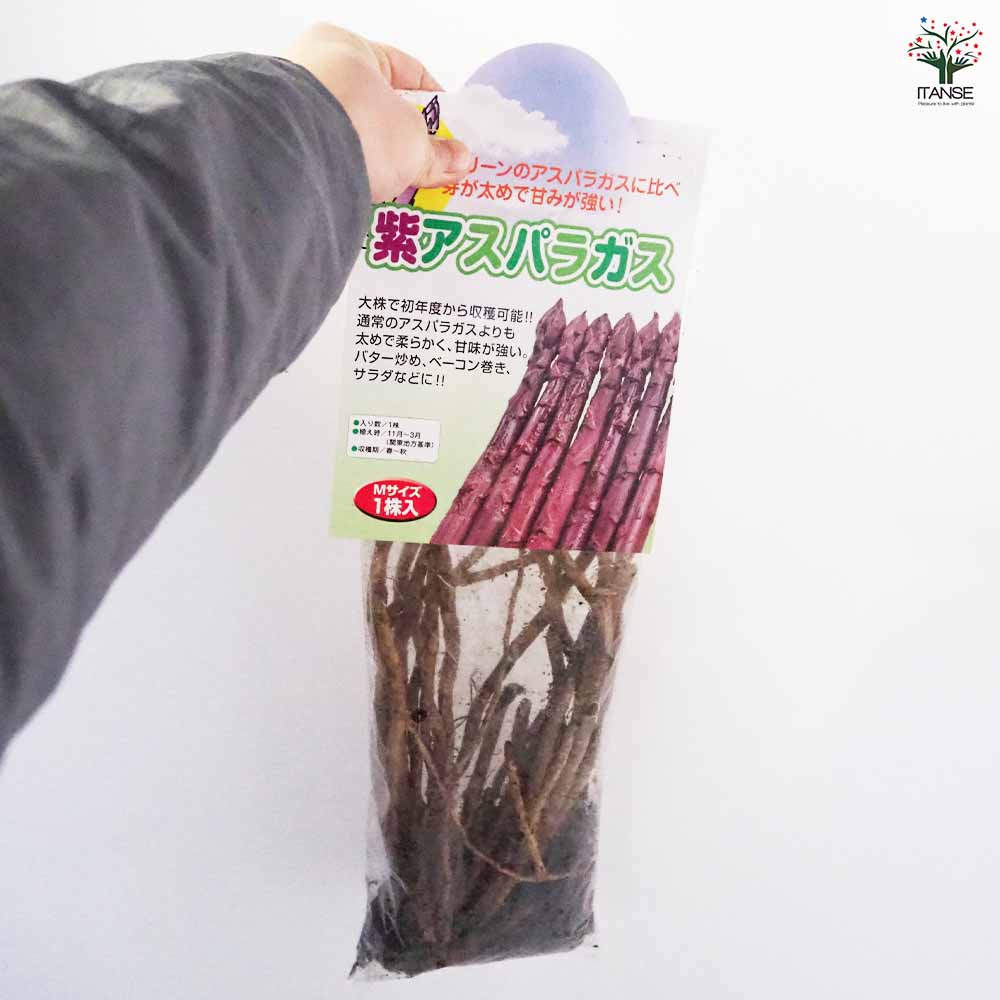 紫アスパラガス 株Mサイズ 【野菜の苗 1株】｜ 【植物のITANSE