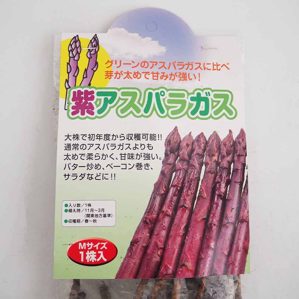 紫アスパラガス 株Ｍサイズ 【野菜の苗 1株】