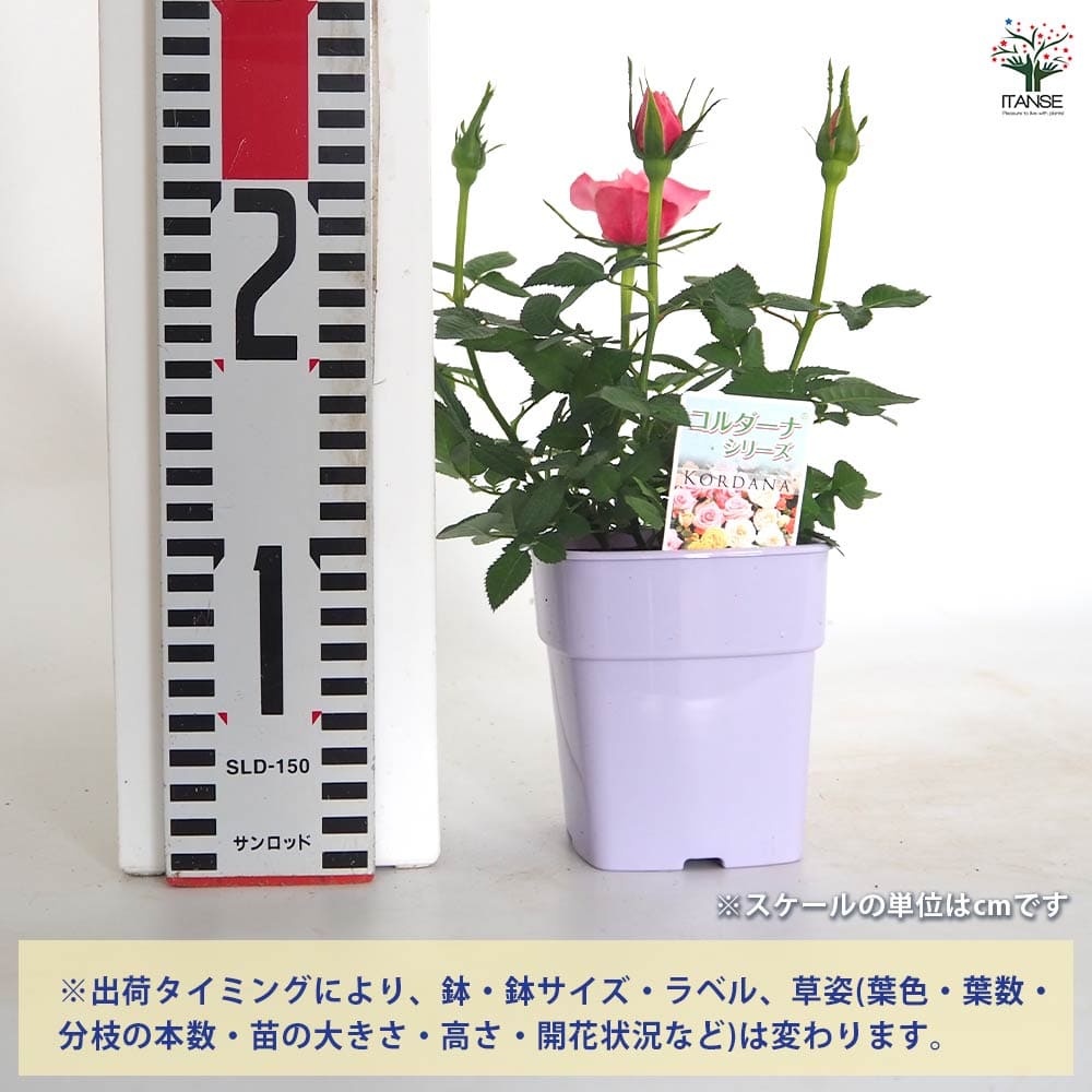 少女 ③ 1冊¥450~ タイトル毎のバラ売り可 まず金額確認のみOK Amazon.co.jp: 乃木坂46阪口珠美1st写真集『青いバラ』 : 阪口 珠美