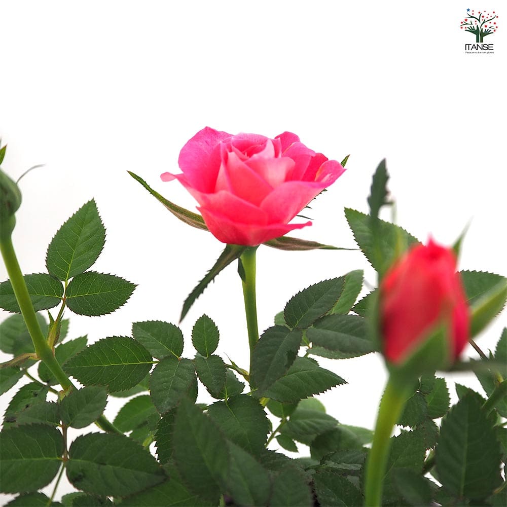 ミニ薔薇 フェイム 【花木苗 3.5号】｜ 【植物のITANSE】全品