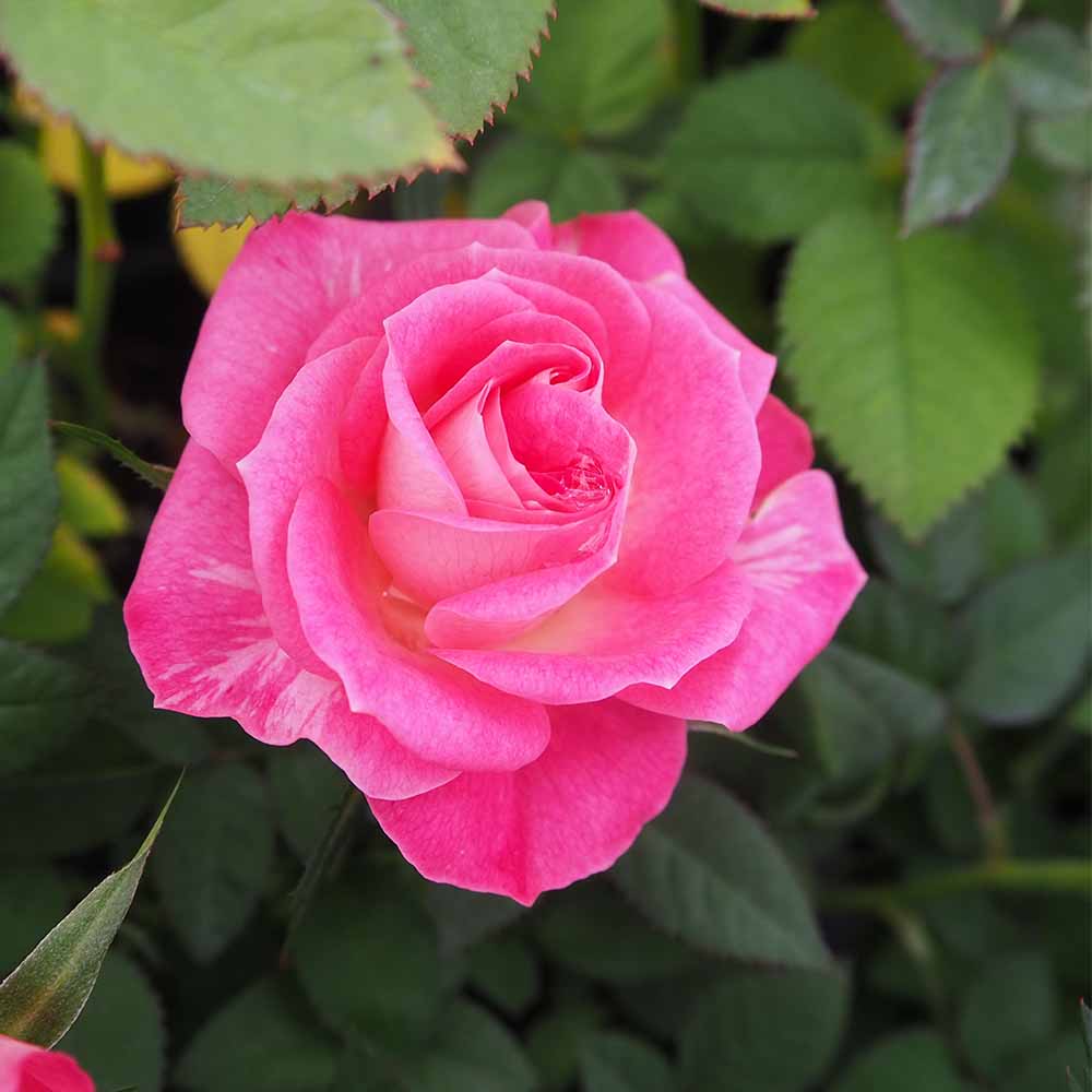 ミニ薔薇 フェイム 【花木苗 3.5号】