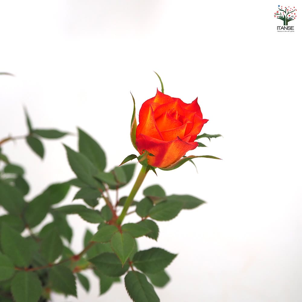 ミニ薔薇 サンバ 【花木苗 3.5号】｜ 【植物のITANSE】全品送料