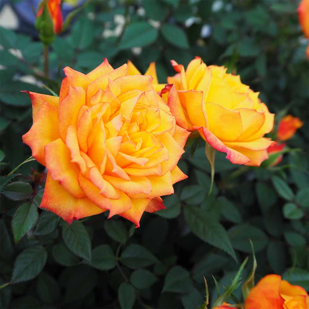 ミニ薔薇 サンバ 【花木苗 3.5号】