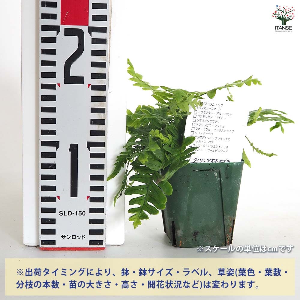 シダ植物 高さ約1.5メートル タイワンアオネカズラ 【観葉植物 3号】｜ 【植物のITANSE】全品
