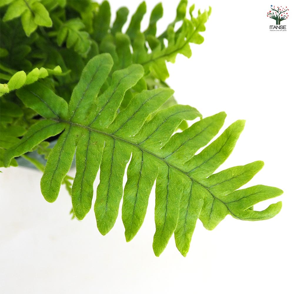 タイワンアオネカズラ 【観葉植物 3号】｜ 【植物のITANSE】全品