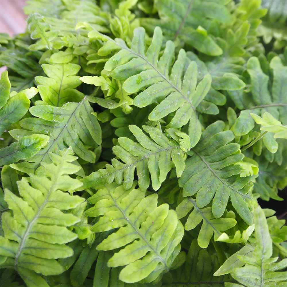 タイワンアオネカズラ 【観葉植物 3号】｜ 【植物のITANSE】全品