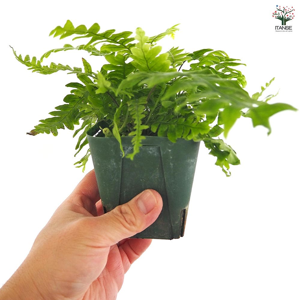 タイワンアオネカズラ 【観葉植物 3号】｜ 【植物のITANSE】全品