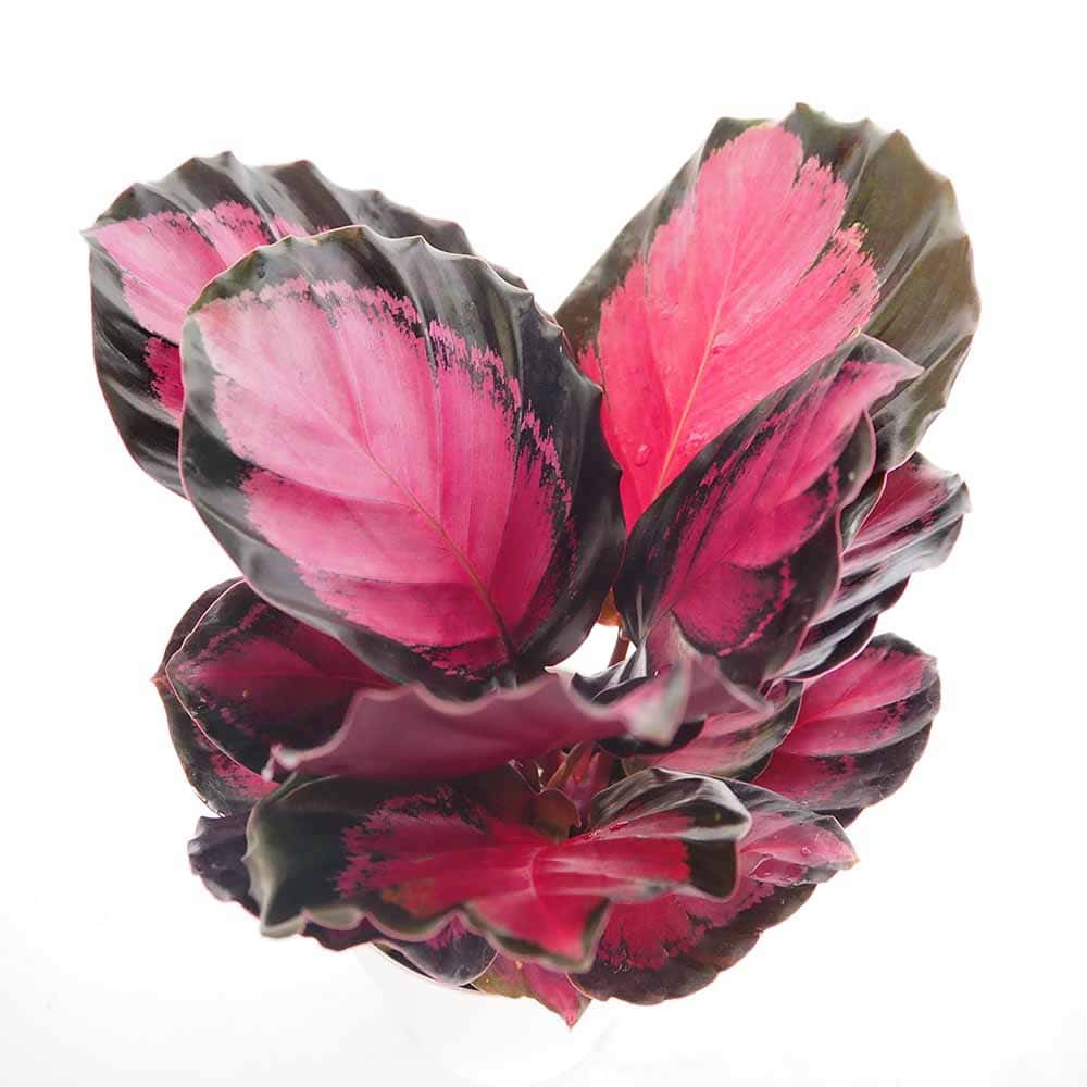 カラテア ピクツラータクリムゾン 【観葉植物 4号】