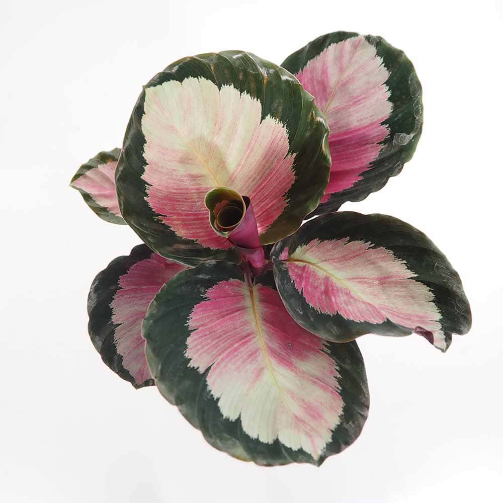 カラテア ロゼオピクタ ロージー 【観葉植物 4号】