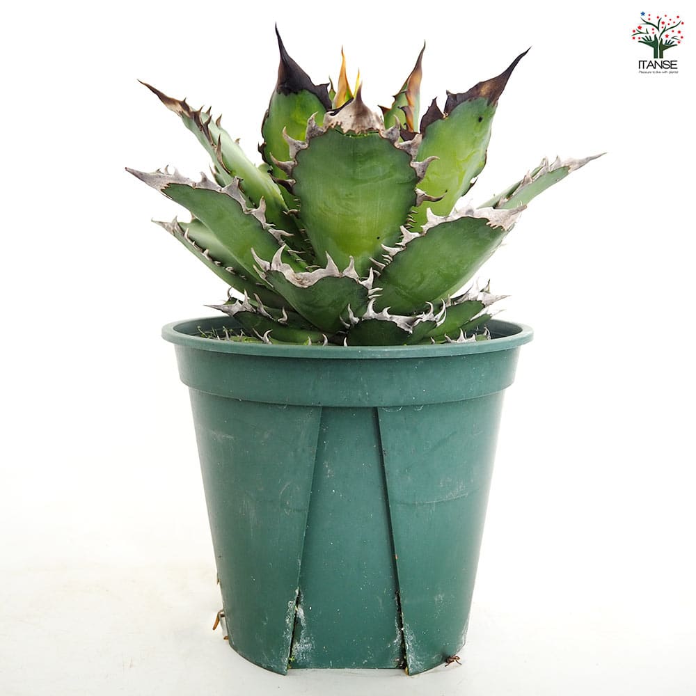 アガベ レッドキャットウィーズル 【観葉植物 6号／1個売り】｜ 【植物