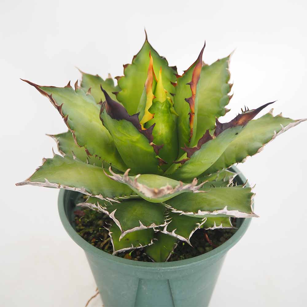 アガベ レッドキャットウィーズル 【観葉植物 6号／1個売り】｜ 【植物