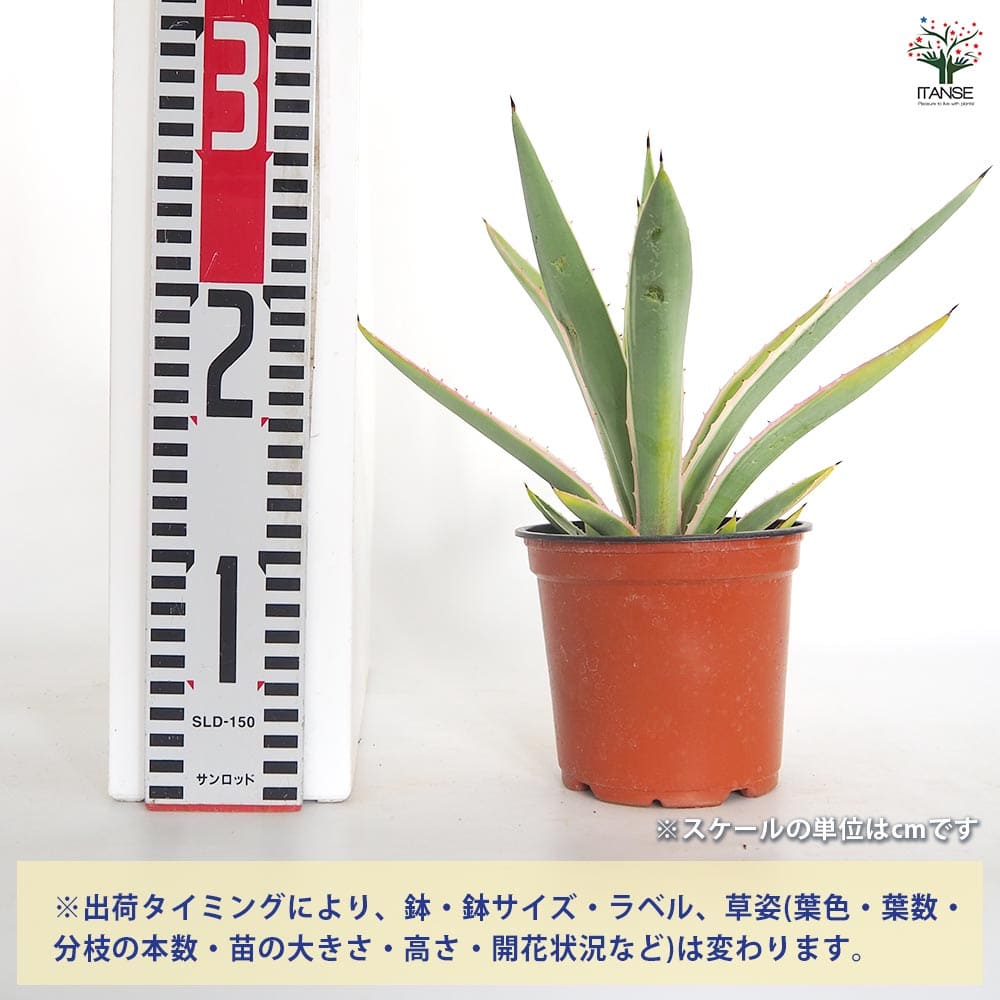 アガベ アングスティフォリア 【観葉植物 4号／1個売り】｜ 【植物の