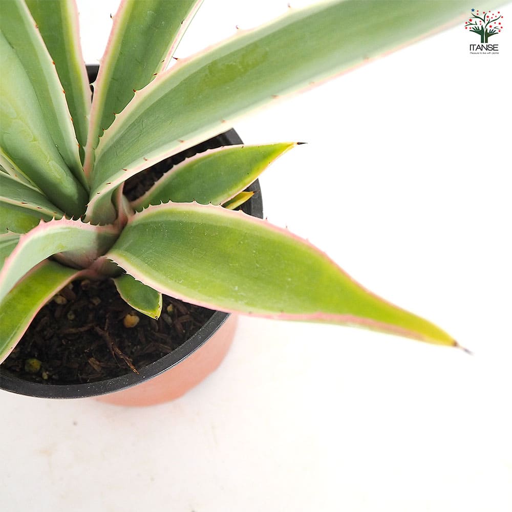 アガベ アングスティフォリア 【観葉植物 4号／1個売り】｜ 【植物の