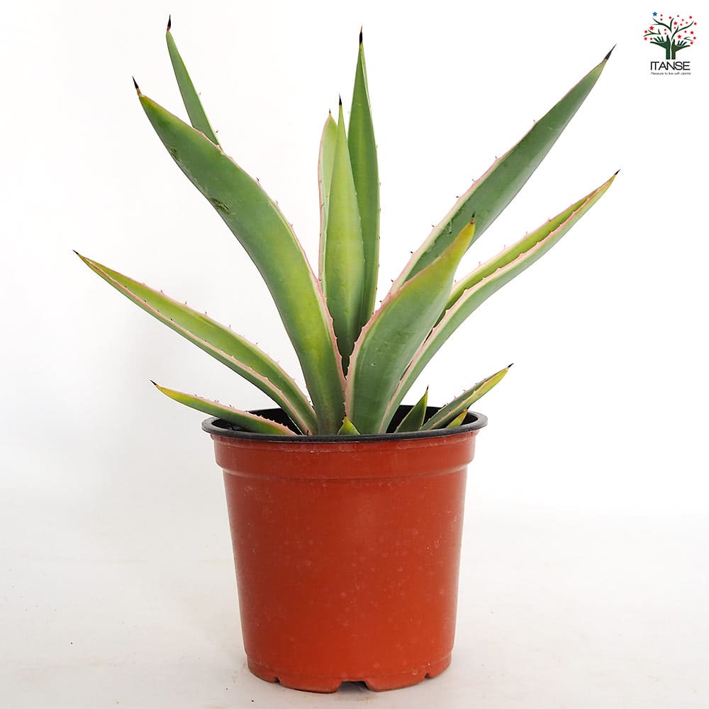 アガベ アングスティフォリア 【観葉植物 4号／1個売り】｜ 【植物の