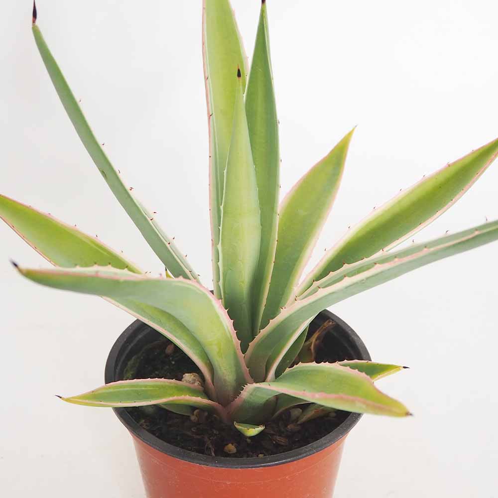 アガベ アングスティフォリア 【観葉植物 4号／1個売り】｜ 【植物の
