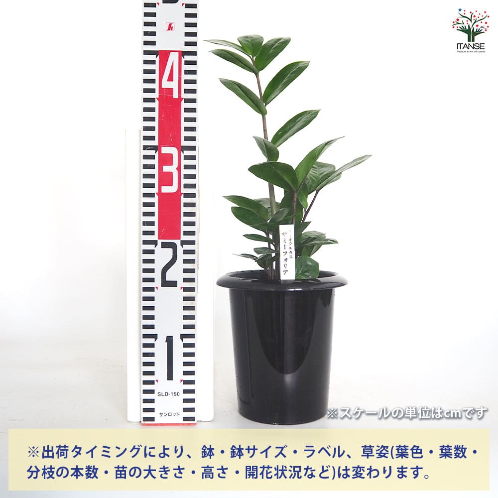 ザミオクルカス ザミーフォリア 【観葉植物 5号／1個売り】｜ 【植物の
