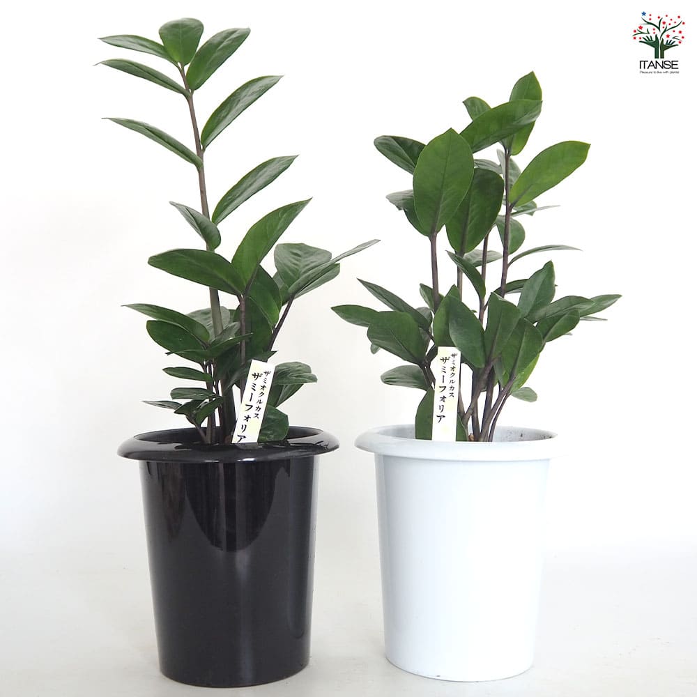 ザミオクルカス ザミーフォリア 【観葉植物 5号／1個売り】｜ 【植物の