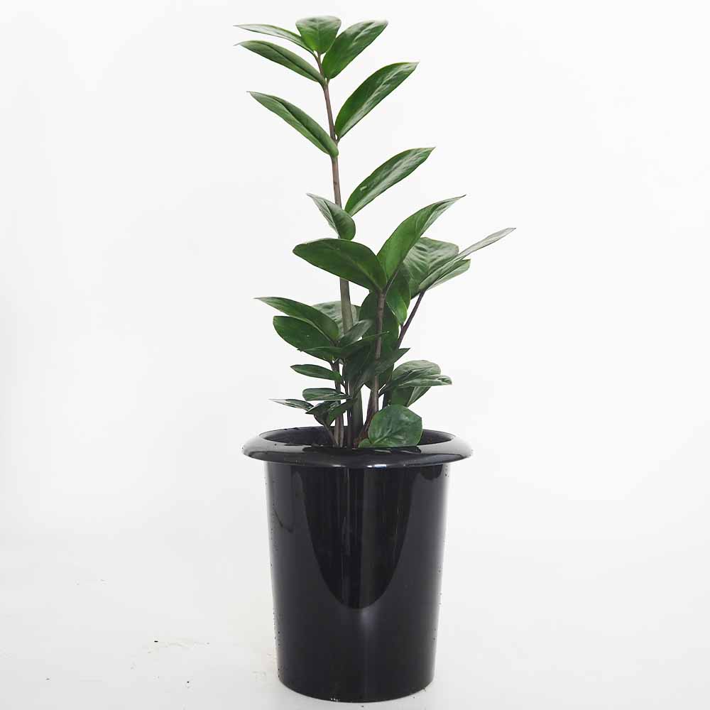 ザミオクルカス ザミーフォリア 【観葉植物 5号／1個売り】｜ 【植物の