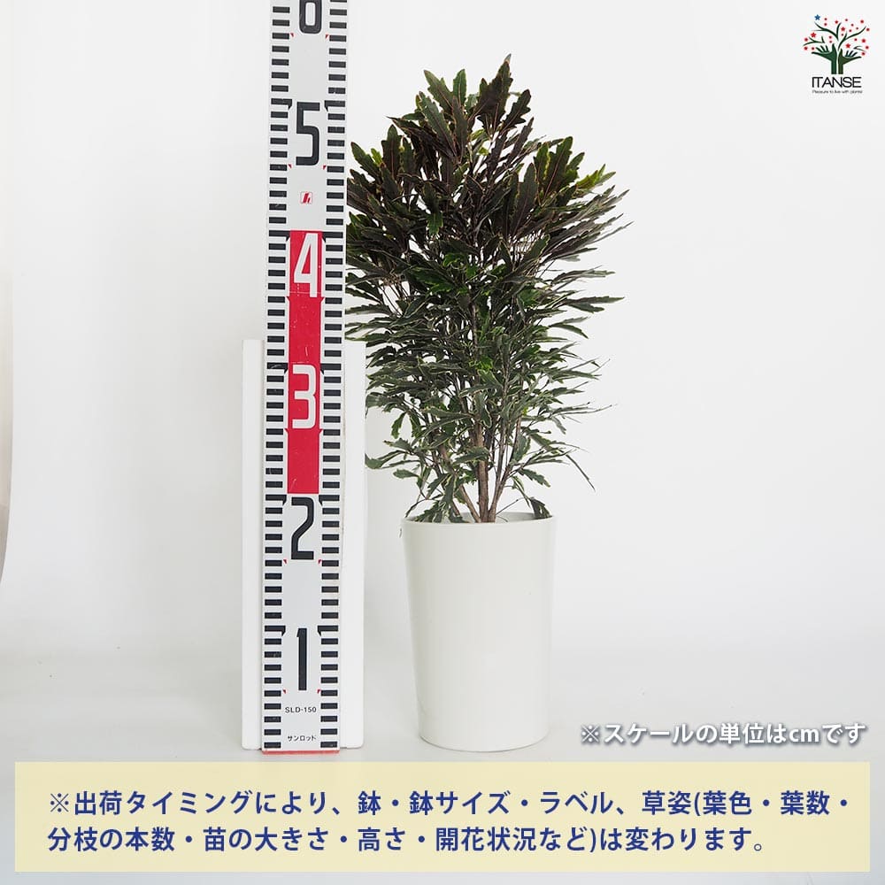 アラレアビアンカ 【観葉植物 5号／1個売り】｜ 【植物のITANSE