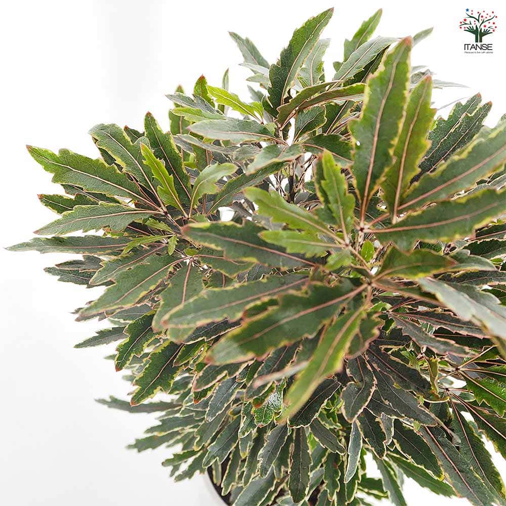 アラレアビアンカ 【観葉植物 5号／1個売り】｜ 【植物のITANSE
