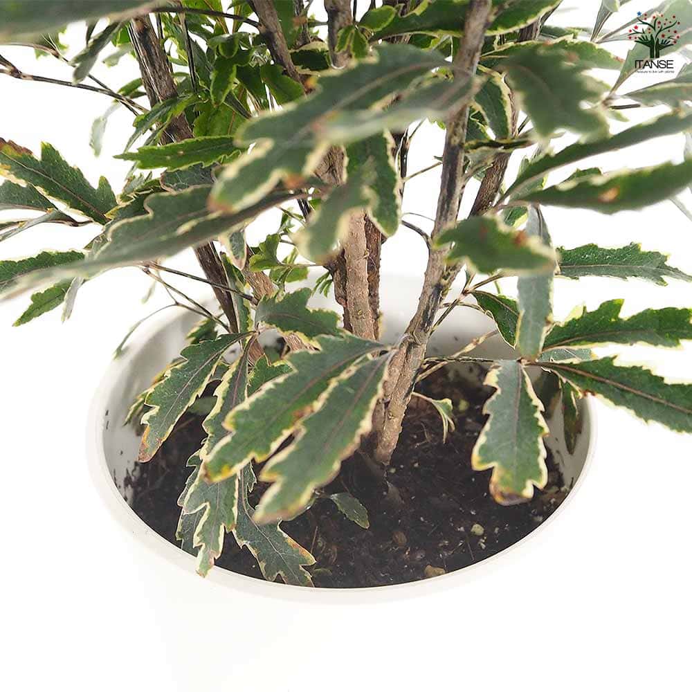 アラレアビアンカ 【観葉植物 5号／1個売り】｜ 【植物のITANSE