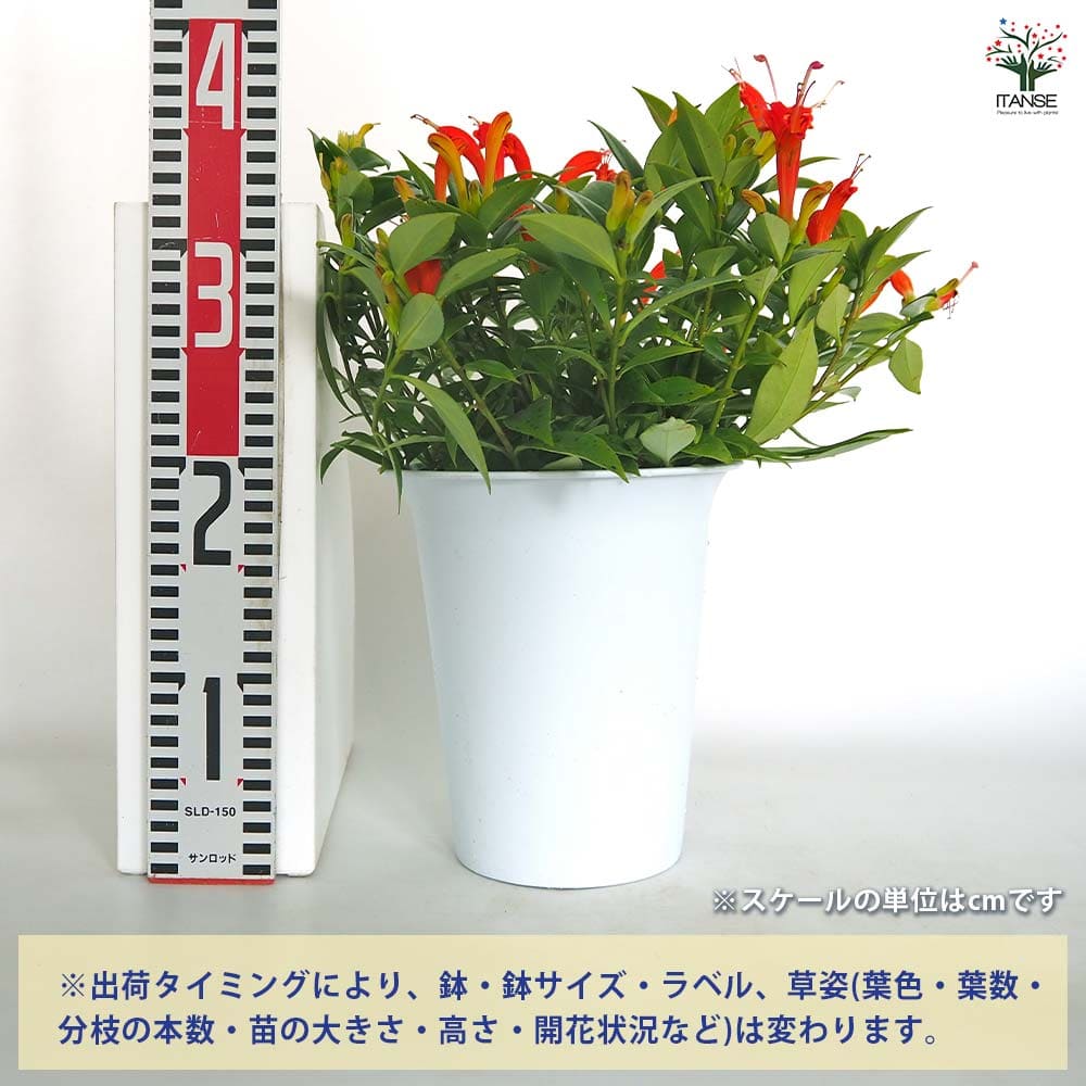 エスキナンサス 【観葉植物 6号／1個売り】｜ 【植物のITANSE 