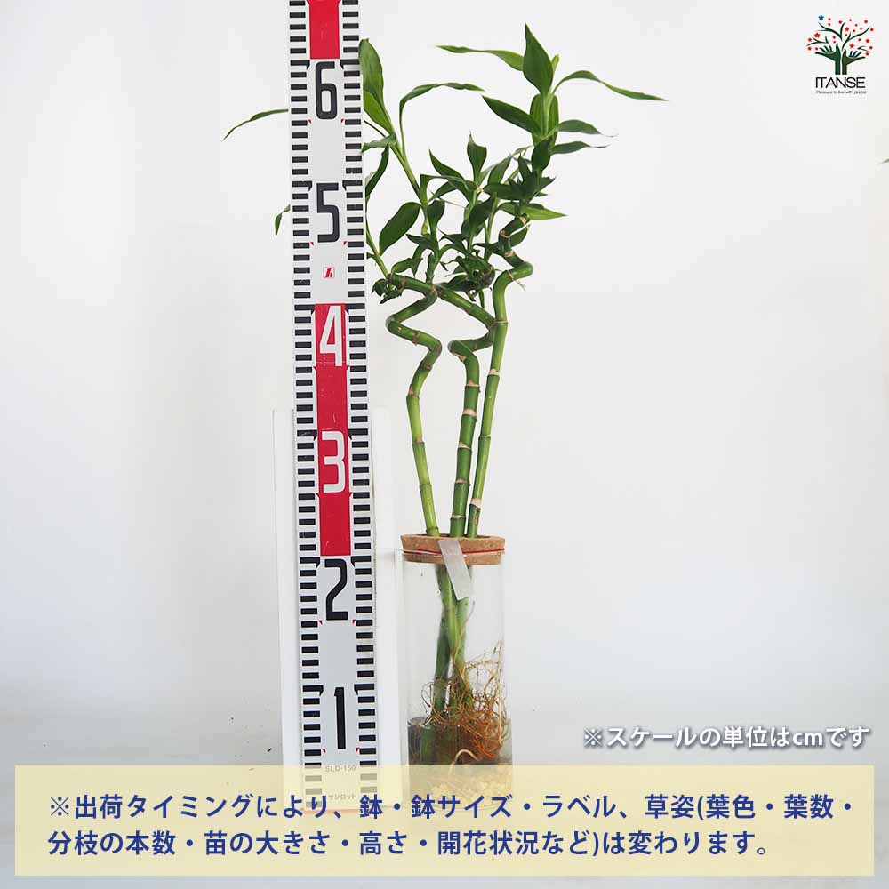 ハイドロカルチャー ミリオンバンブー 【観葉植物 ／1個売り