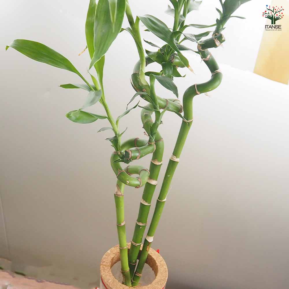 ハイドロカルチャー ミリオンバンブー 【観葉植物 ／1個売り