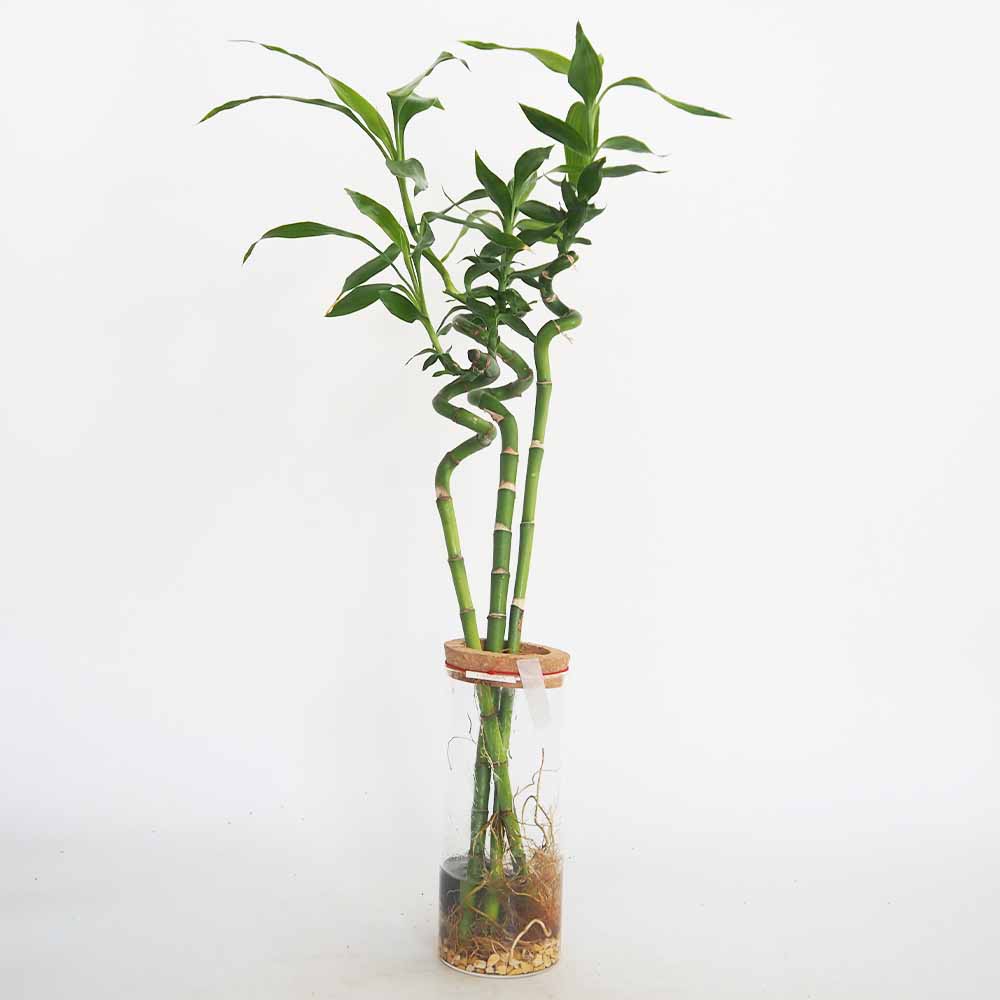 ミリオンバンブーご確認用 ハイドロカルチャー ミリオンバンブー 【観葉植物 ／1個売り