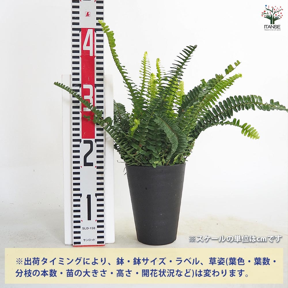 タマシダ 【観葉植物 4号】｜ 【植物のITANSE】全品送料無料・即
