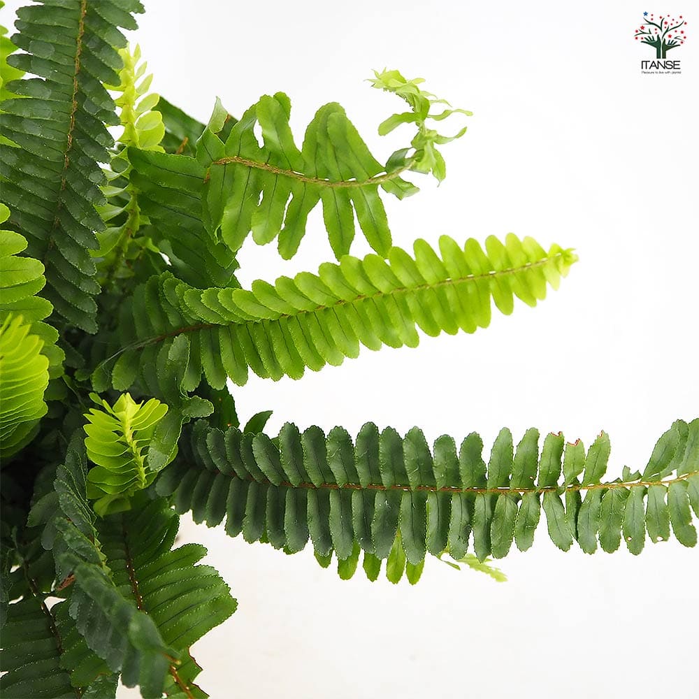 タマシダ 【観葉植物 4号】｜ 【植物のITANSE】全品送料無料・即