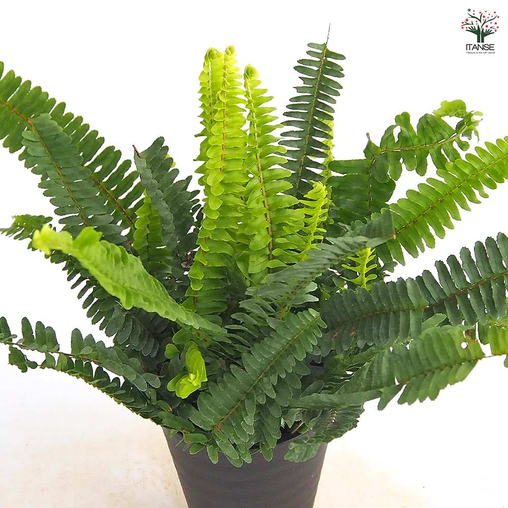 タマシダ 【観葉植物 4号】｜ 【植物のITANSE】全品送料無料・即