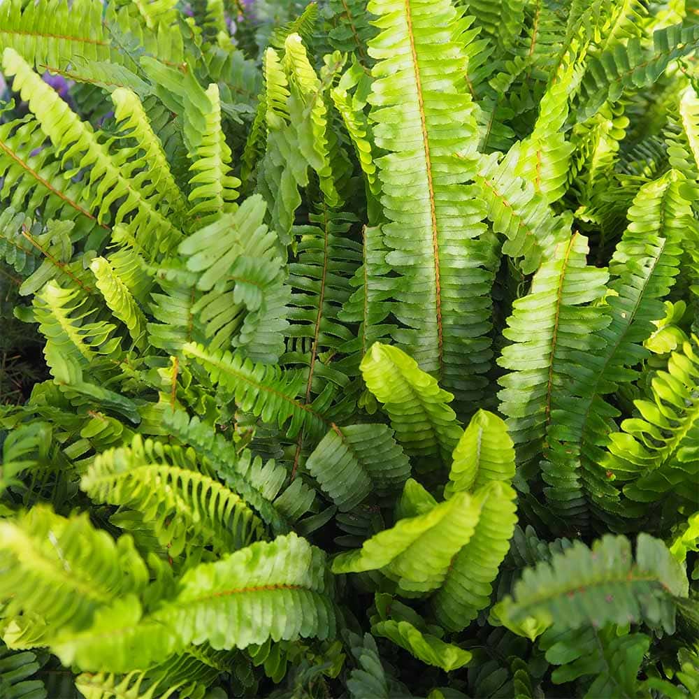タマシダ 【観葉植物 4号】
