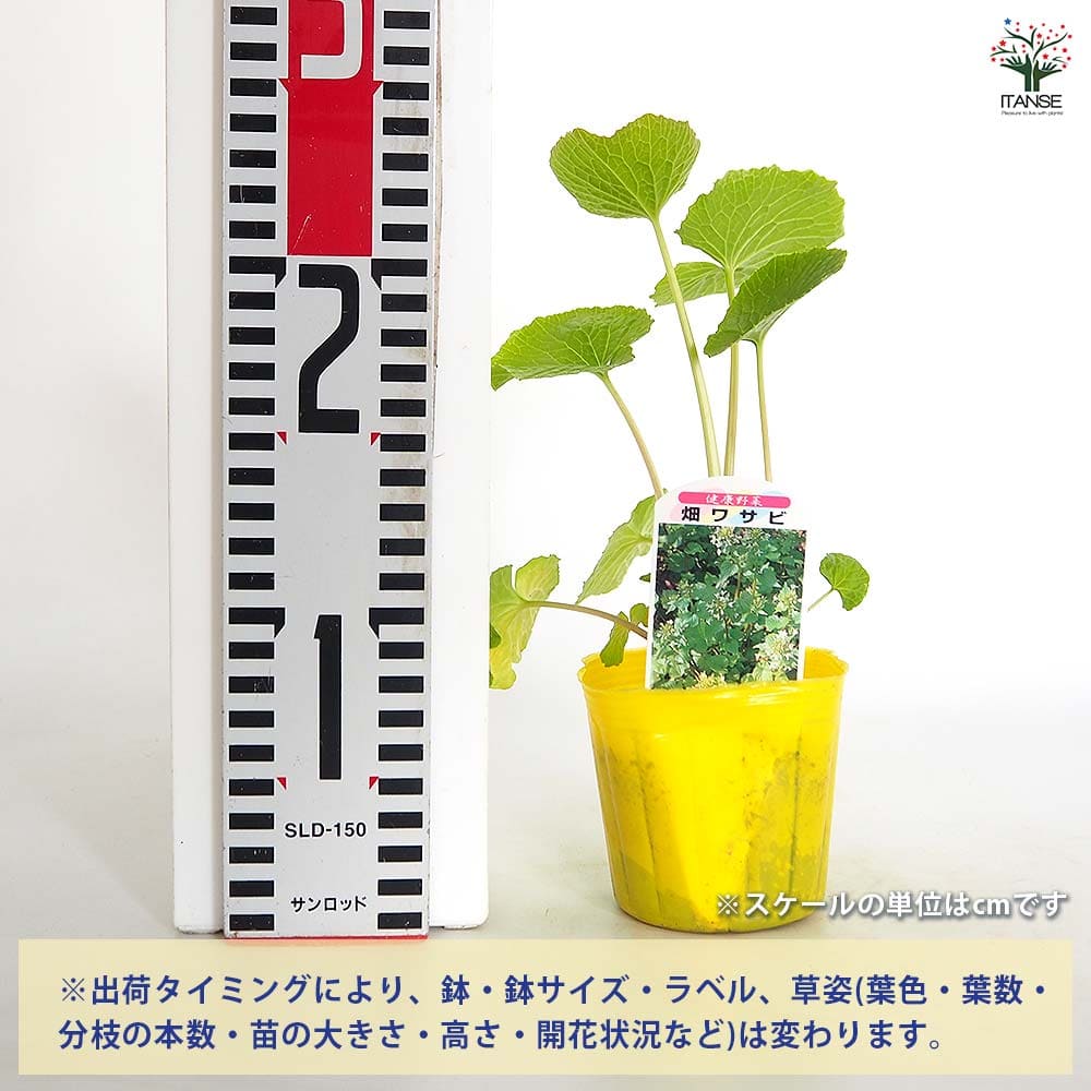 畑わさび 【野菜の苗 3号】｜ 【植物のITANSE】全品送料無料・即