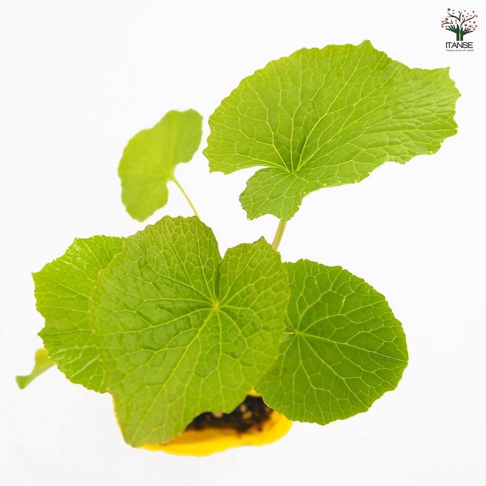 畑わさび 【野菜の苗 3号】｜ 【植物のITANSE】全品送料無料・即