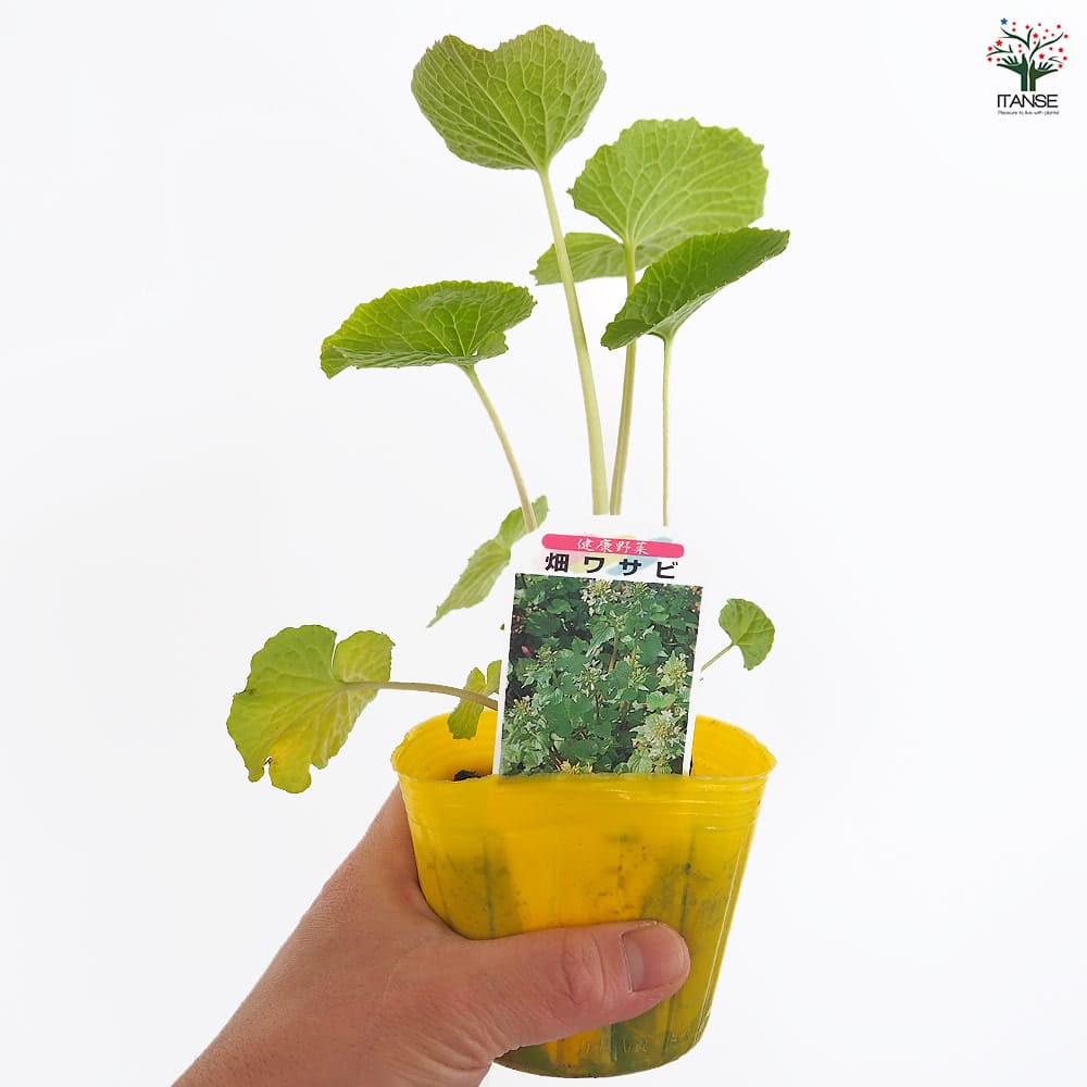 畑わさび 【野菜の苗 3号】｜ 【植物のITANSE】全品送料無料・即