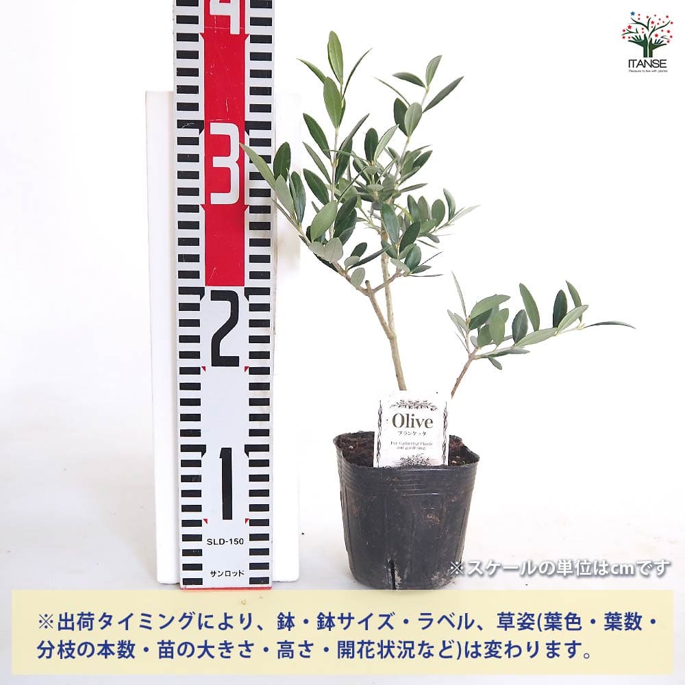 オリーブ ブランケッタ 【果樹の苗 3.5号】｜ 【植物のITANSE